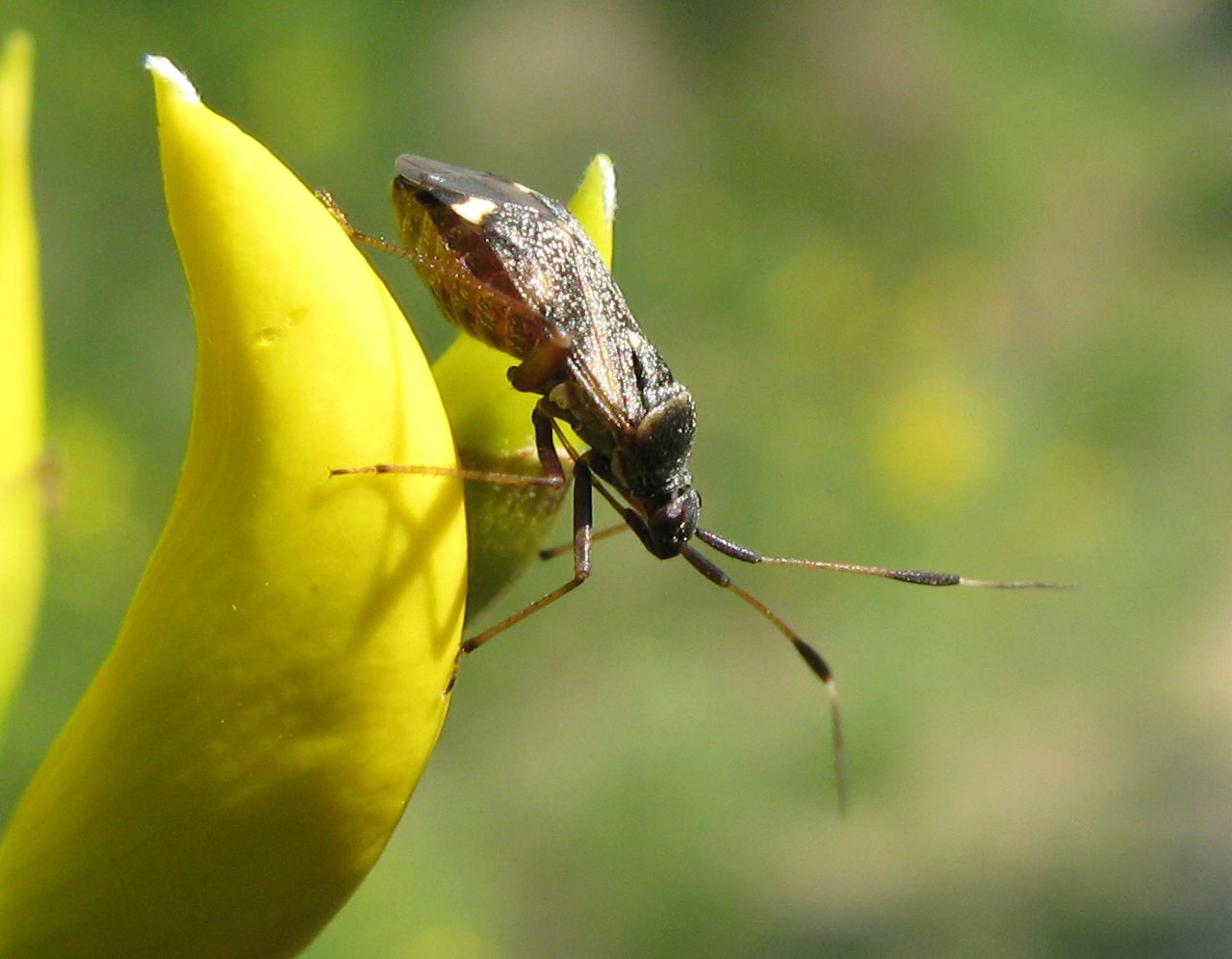 Miridae: Closterotomus biclavatus dell''Emilia (BO)