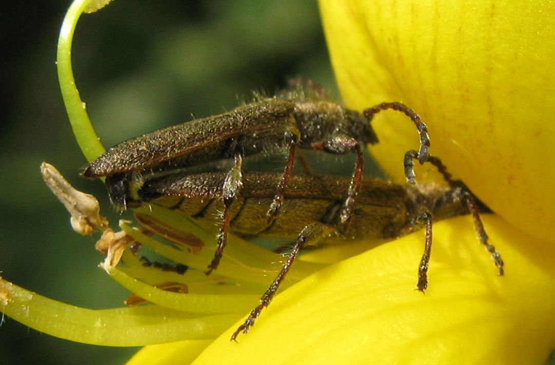 Deilus fugax (Cerambycidae) in accoppiamento