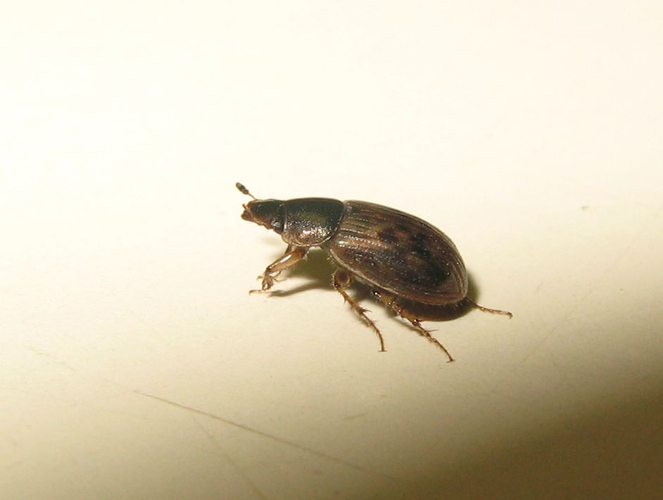 Nimbus johnsoni (Aphodiidae)