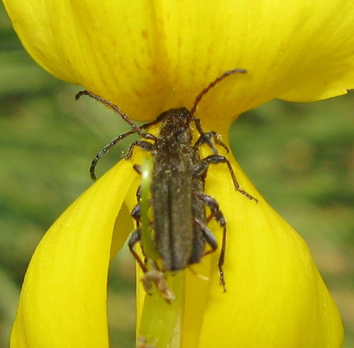 Deilus fugax (Cerambycidae) in accoppiamento