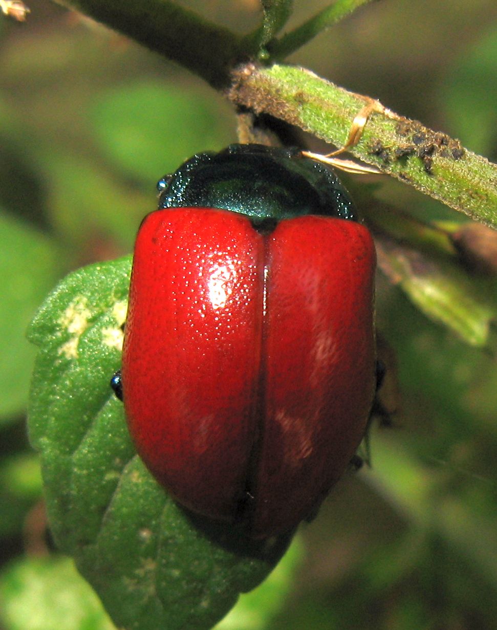 Chrysolina grossa
