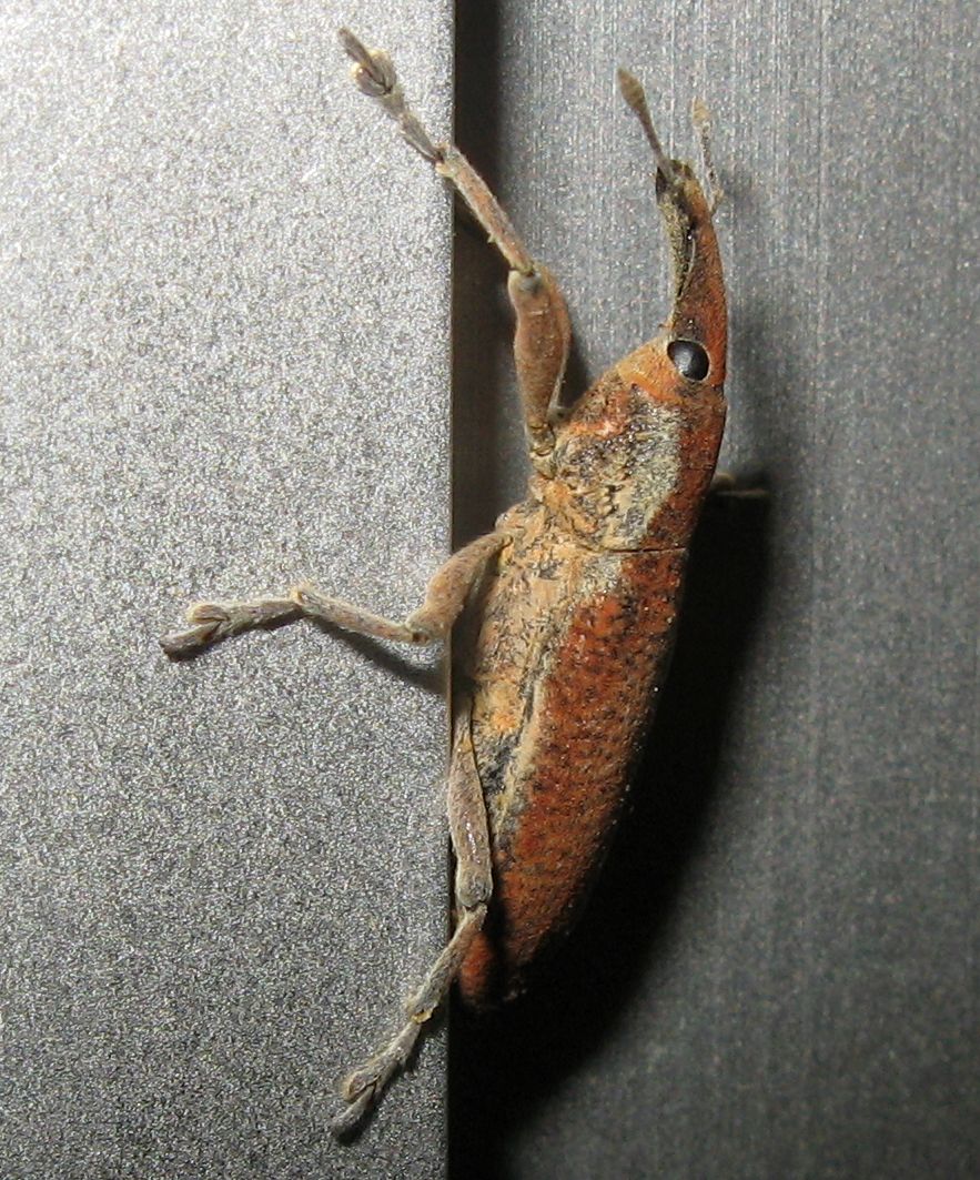 Lixus cfr pulverulentus