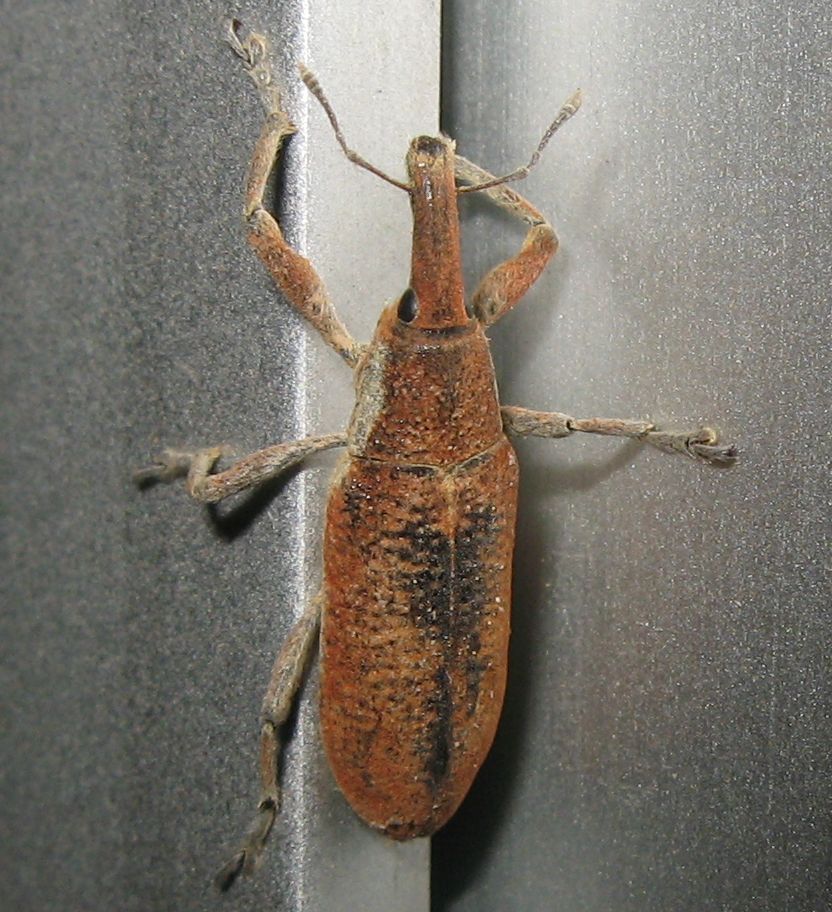 Lixus cfr pulverulentus