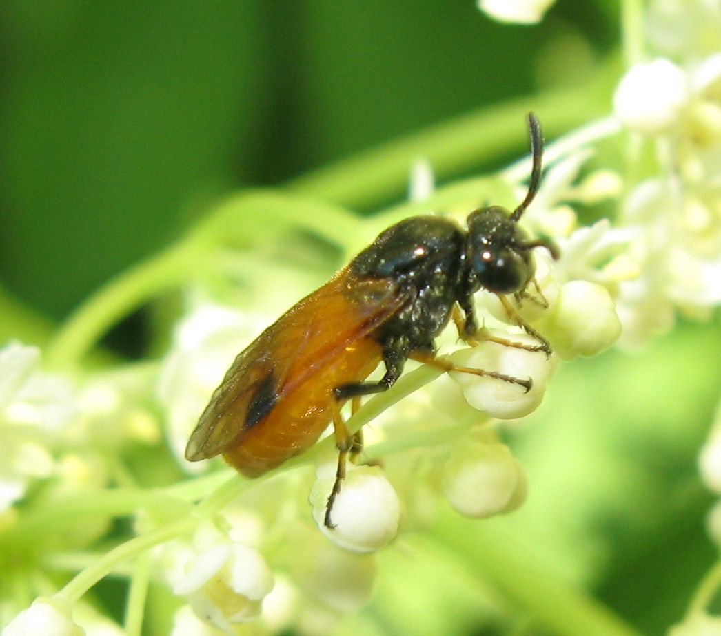 Athalia sp?