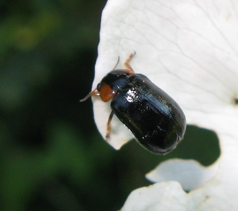 Smaragdina aurita?