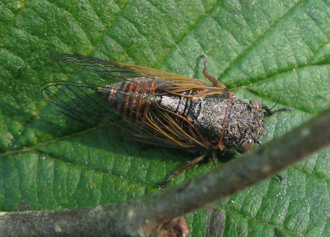 Cicadomorpha Cicadidae: Tettigettalna argentata