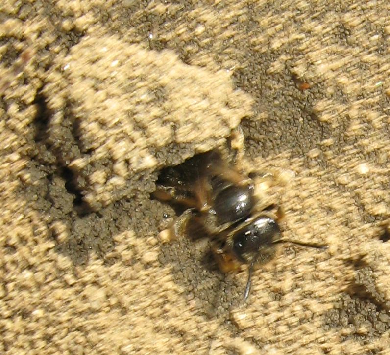 Chi sta uscendo dalla tana??? (probabile Andrena sp.)