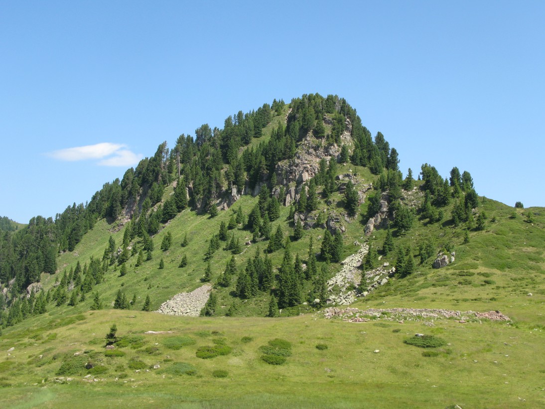 Passo Manghen - alla ricerca di alberi monumentali