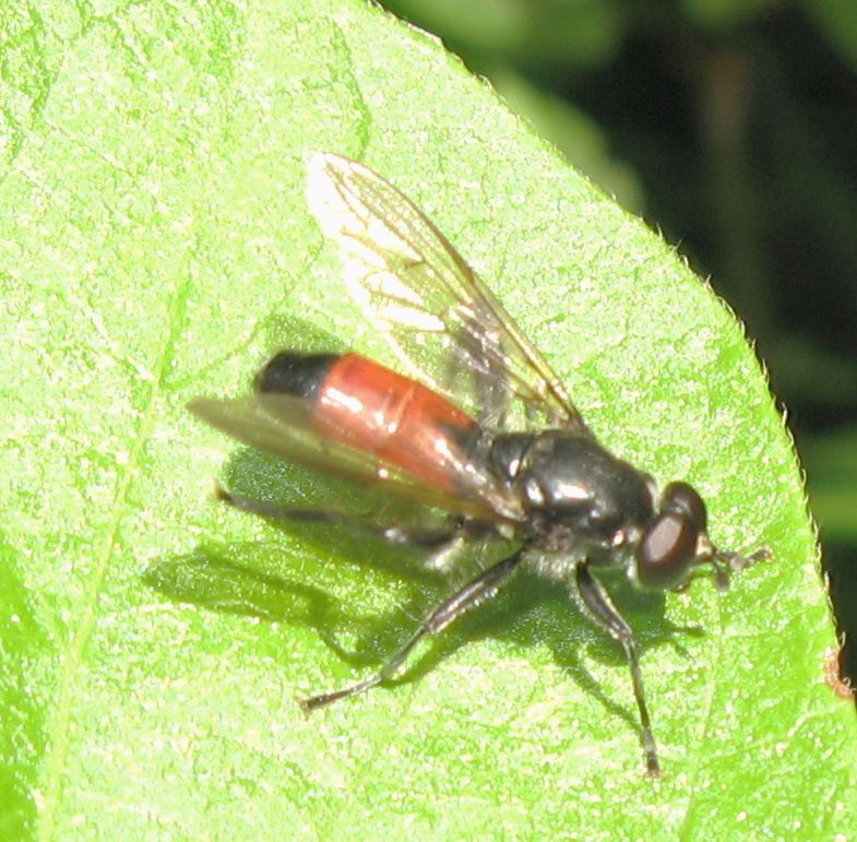 Brachypalpoides lentus ♂ (Syrphidae)