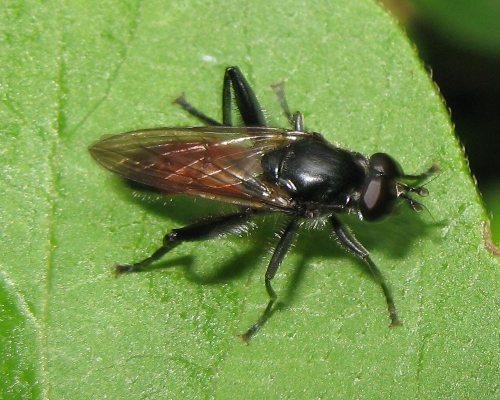 Brachypalpoides lentus ♂ (Syrphidae)