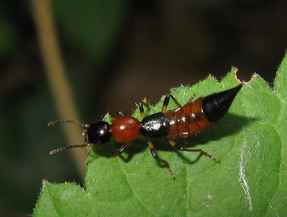 Paederus baudii