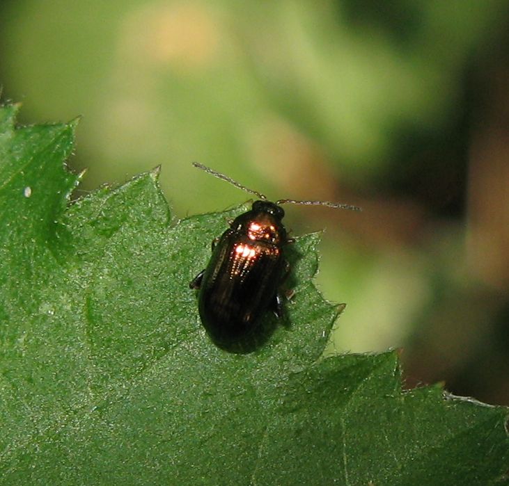 Crepidodera fulvicornis ?