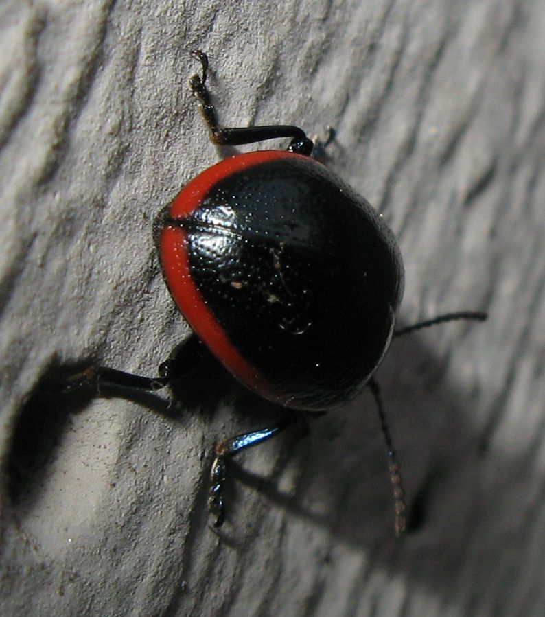 Il mio primo insetto del 2011: Chrysolina rossia