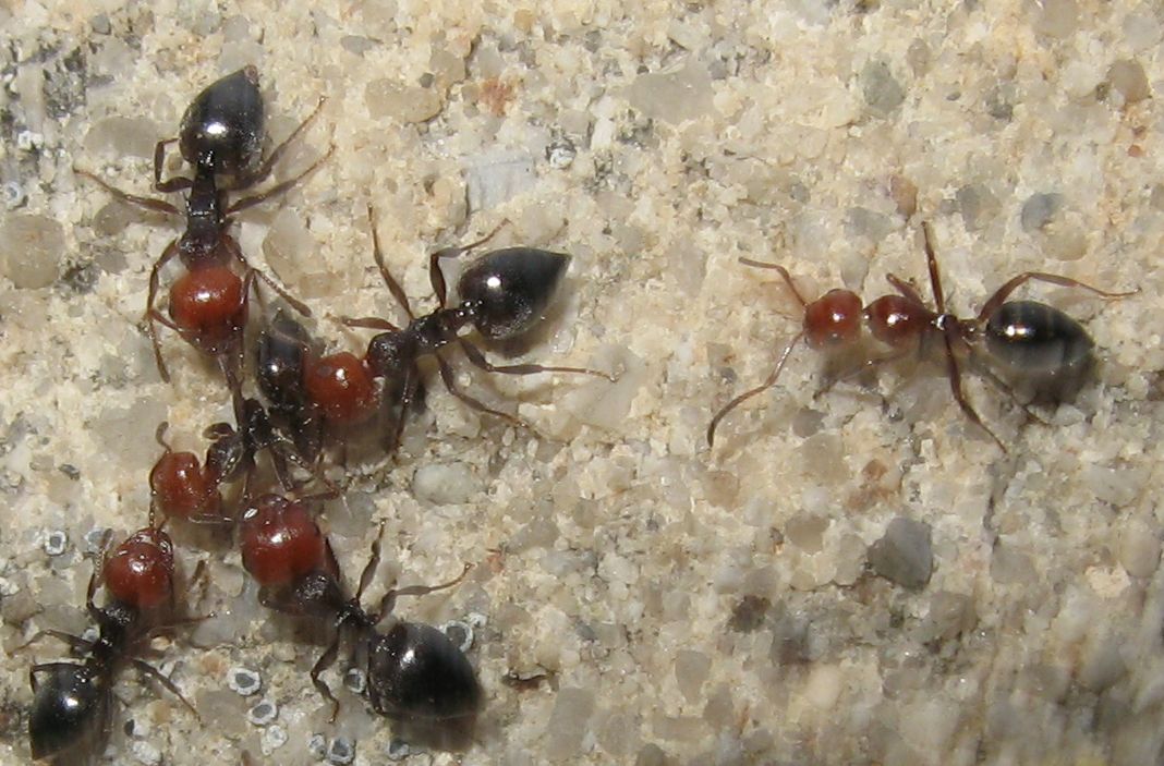 Crematogaster scutellaris e intruso!