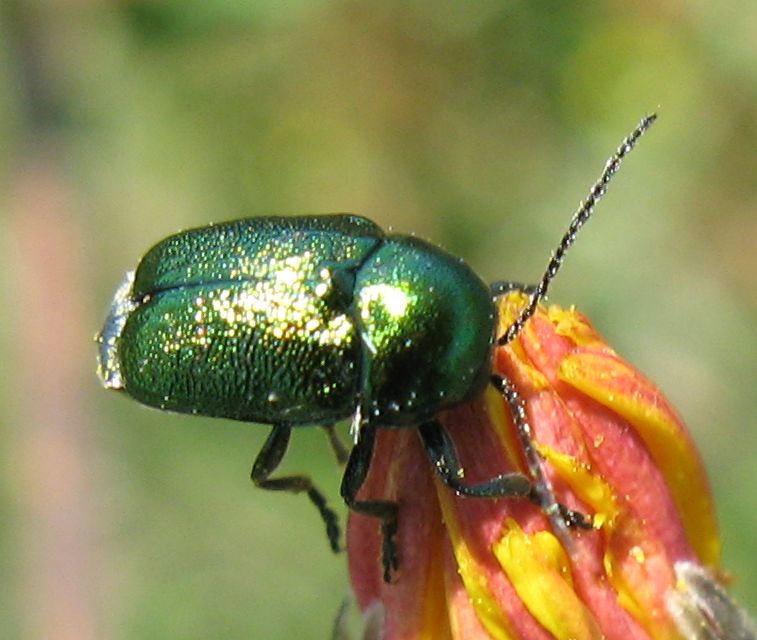 Domanda su Cryptocephalus