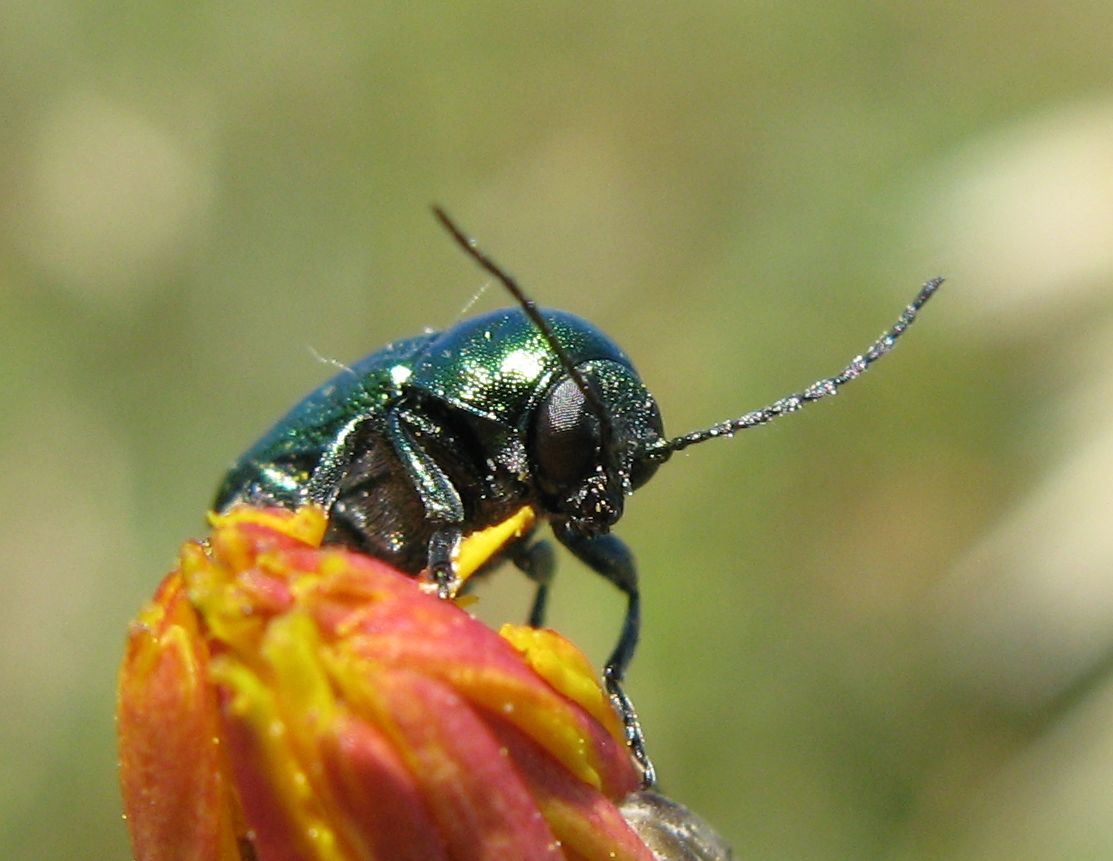 Domanda su Cryptocephalus