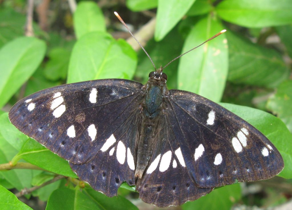 Limenitis reducta ?