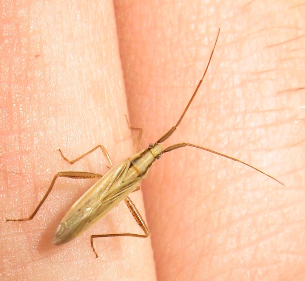 Miridae: Stenodema cfr.laevigatum/virens degli Appennini