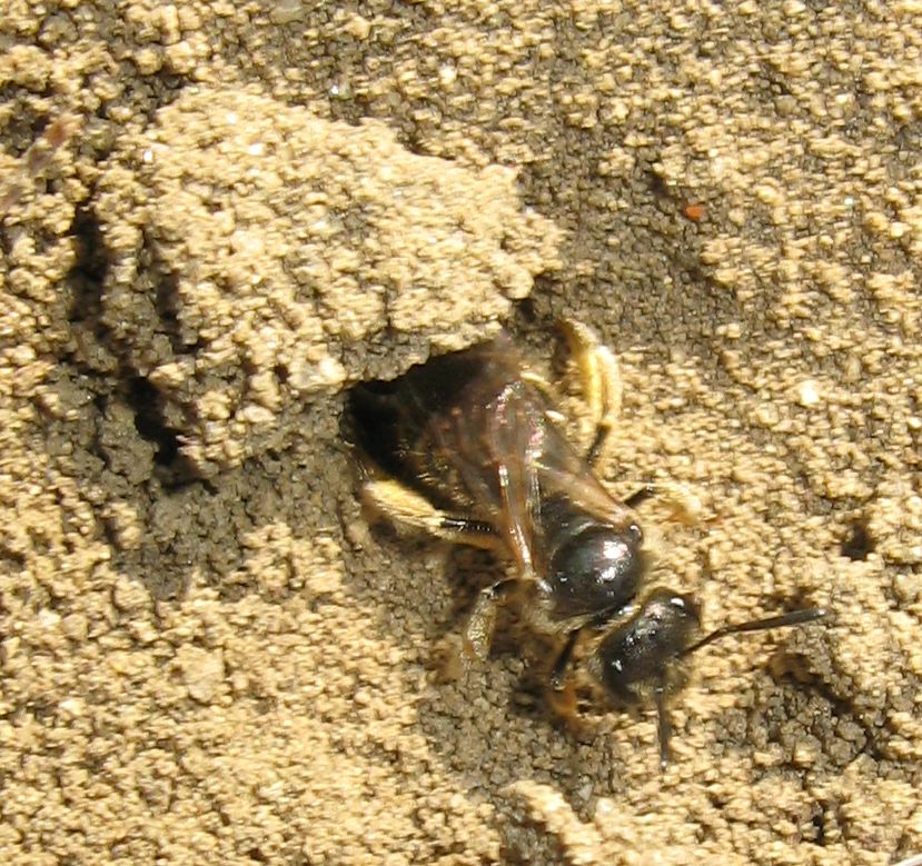 Chi sta uscendo dalla tana??? (probabile Andrena sp.)