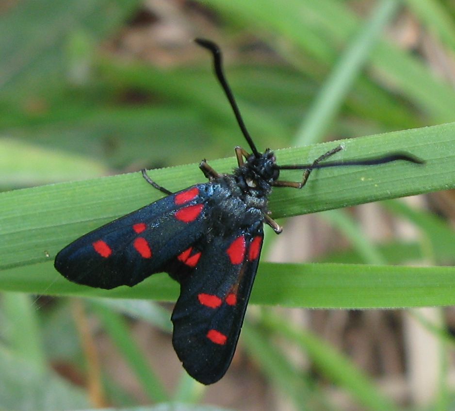 Zygaena lonicerae o altro?