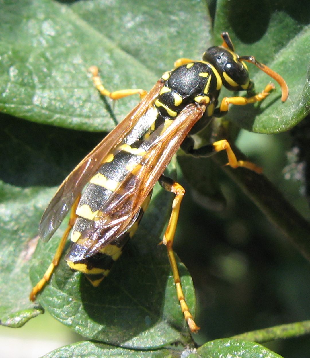 Polistes dominulus stylopizzata