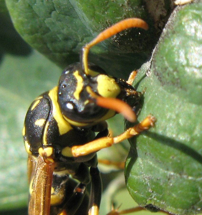 Polistes dominulus stylopizzata