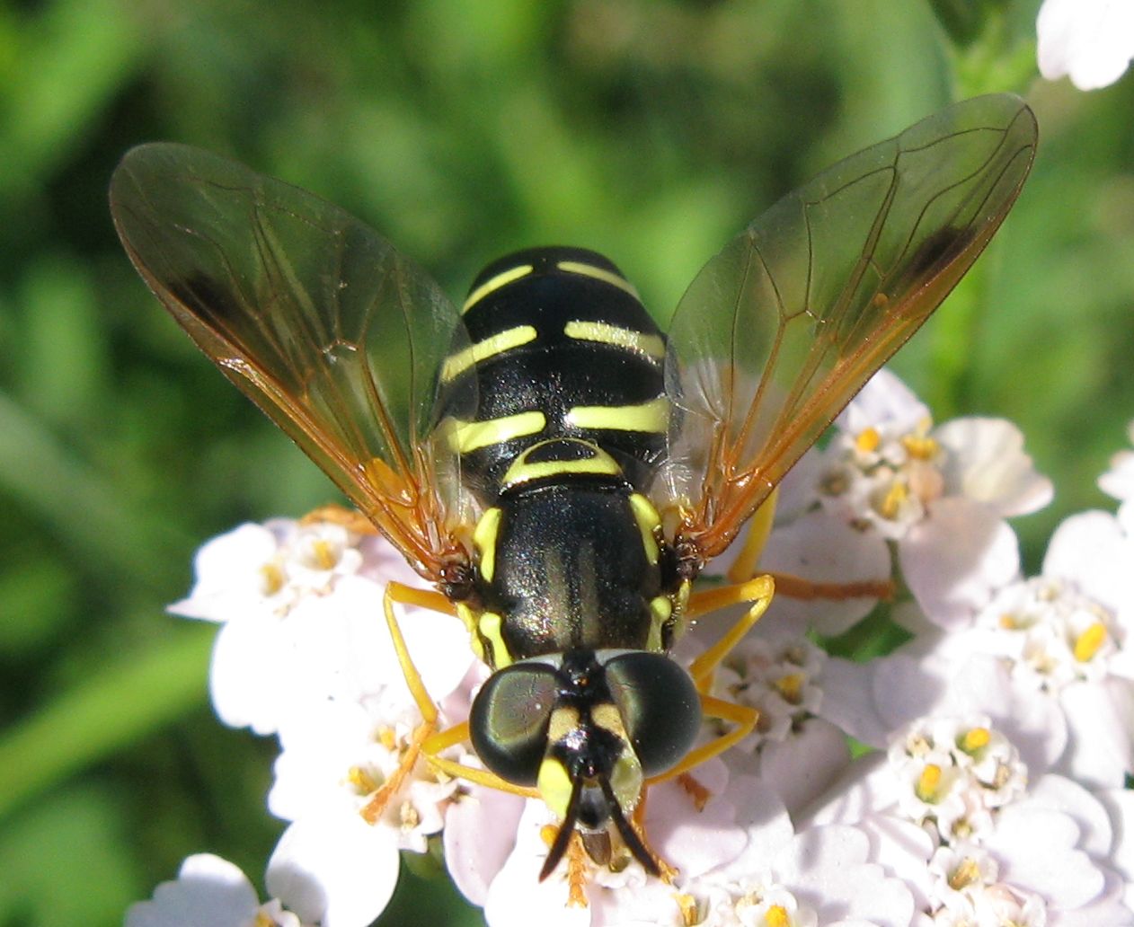 Xanthogramma da identificare