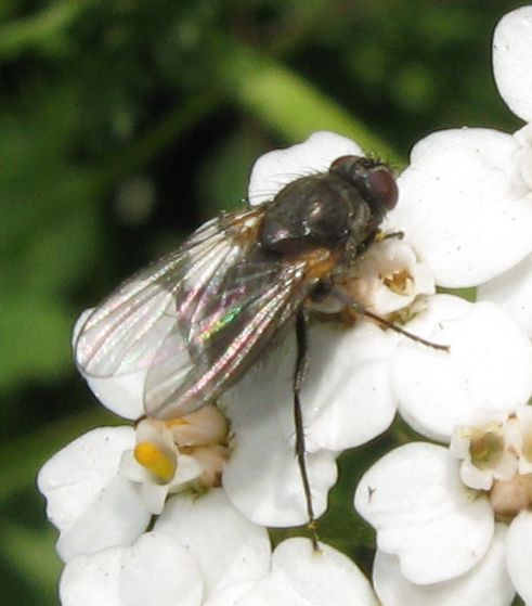Dittero da identificare