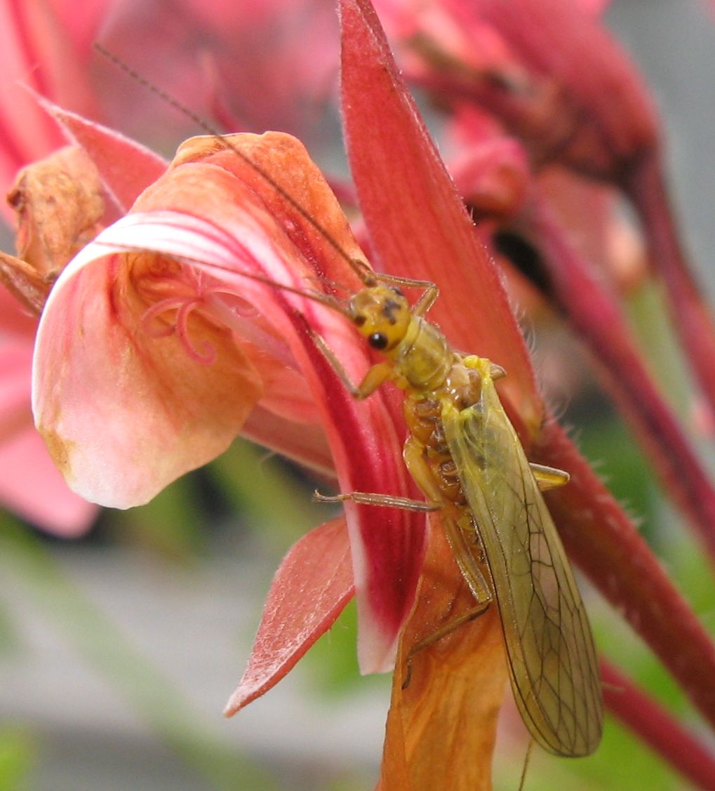 Isoperla grammatica