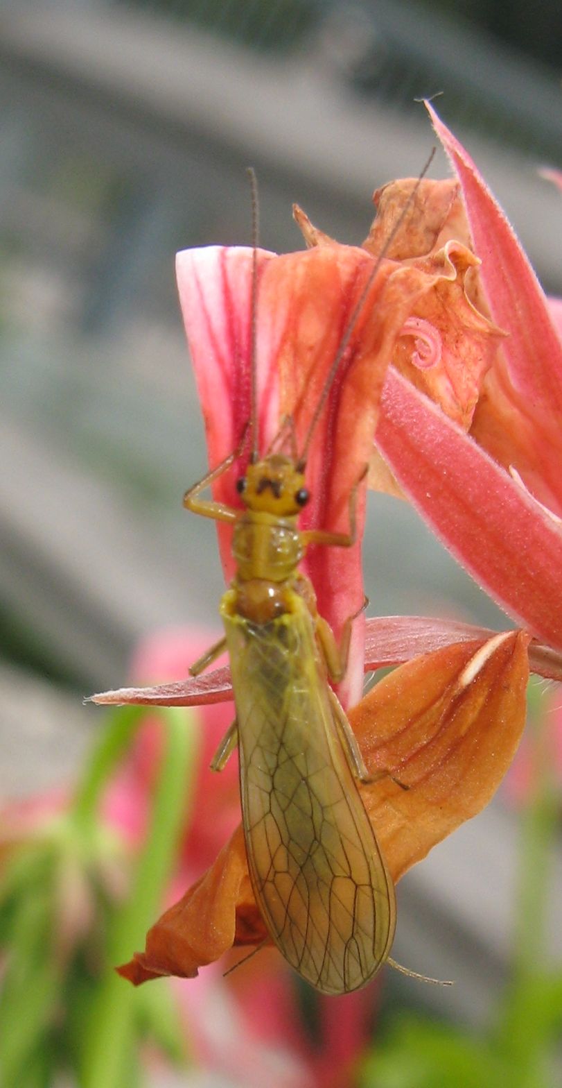 Isoperla grammatica