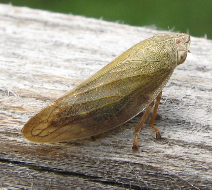 Aphrophora salicina