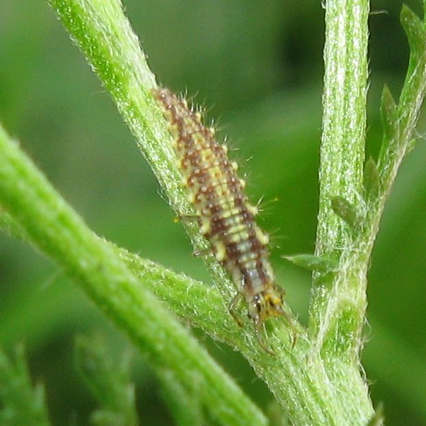 larva di Chrysoperla