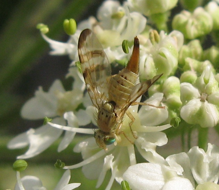 Tephritidae - femmina di Terellia tussilaginis ?