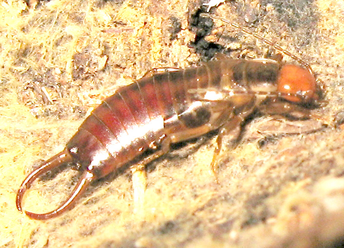 Chelidurella guentheri  (?) da Valmaggiore (TN)