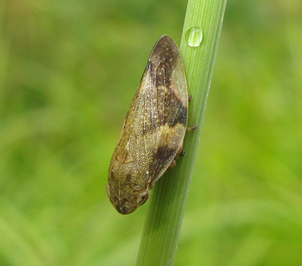 Aphrophora alni