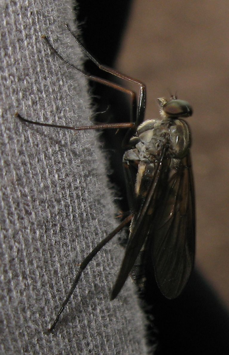 Rhagio ?