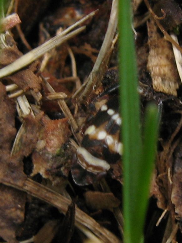 Planaphrodes sp. - Cicadellidae