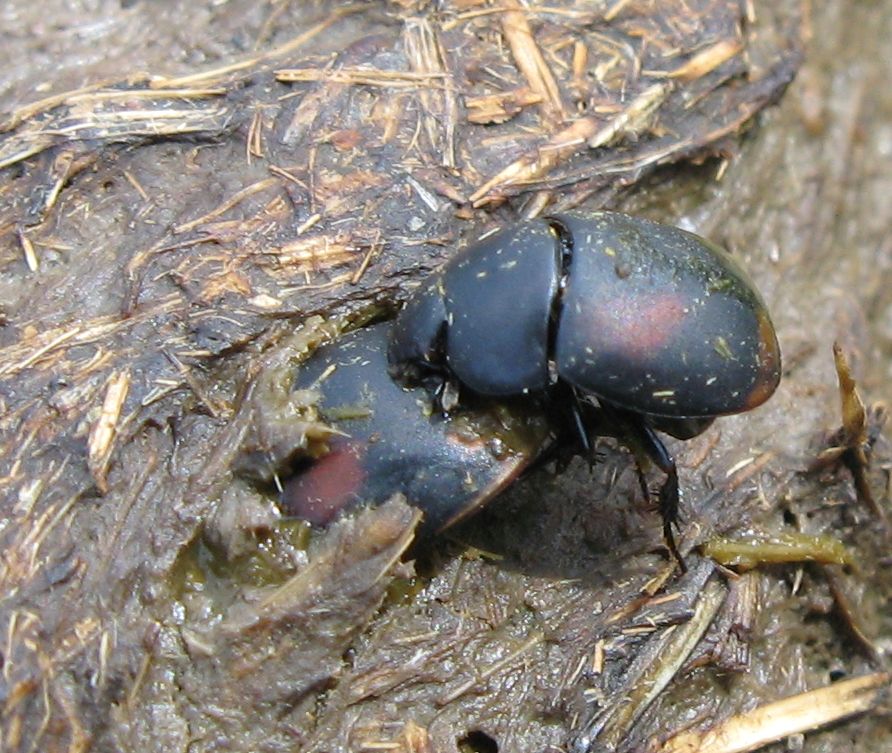 Hydrophilidae - Sphaeridium scarabeoides
