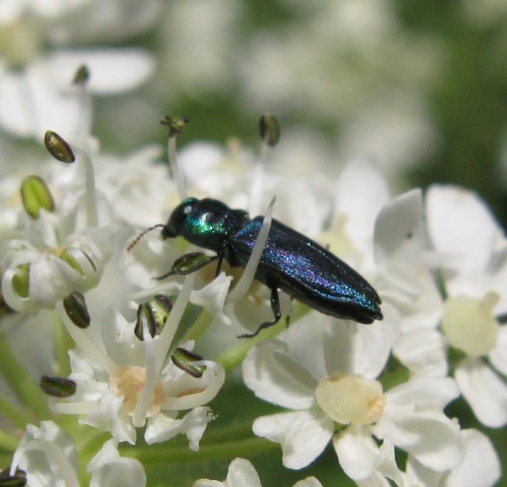 Maschio di Anthaxia podolica o talassophila