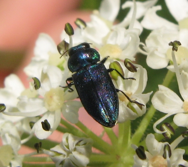 Maschio di Anthaxia podolica o talassophila