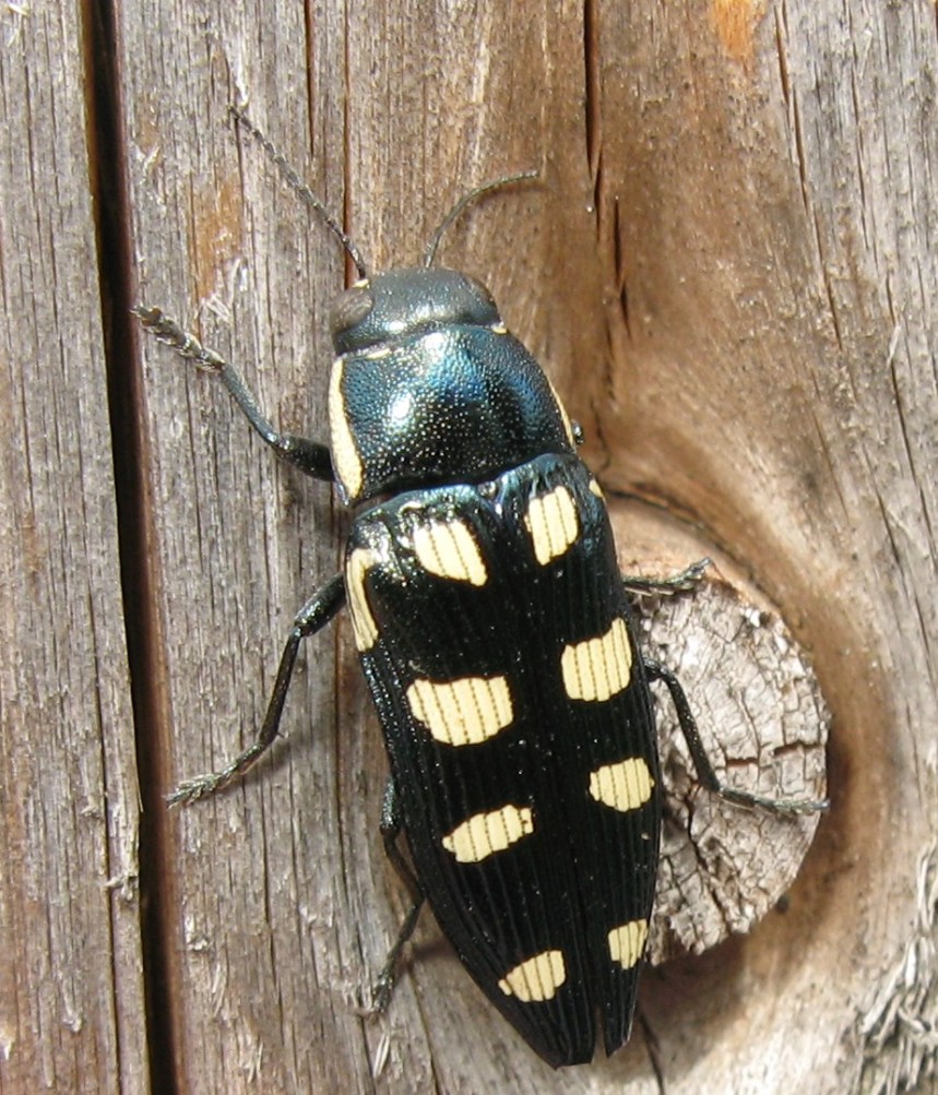 Buprestis novemmaculata? quasi... B. octoguttata