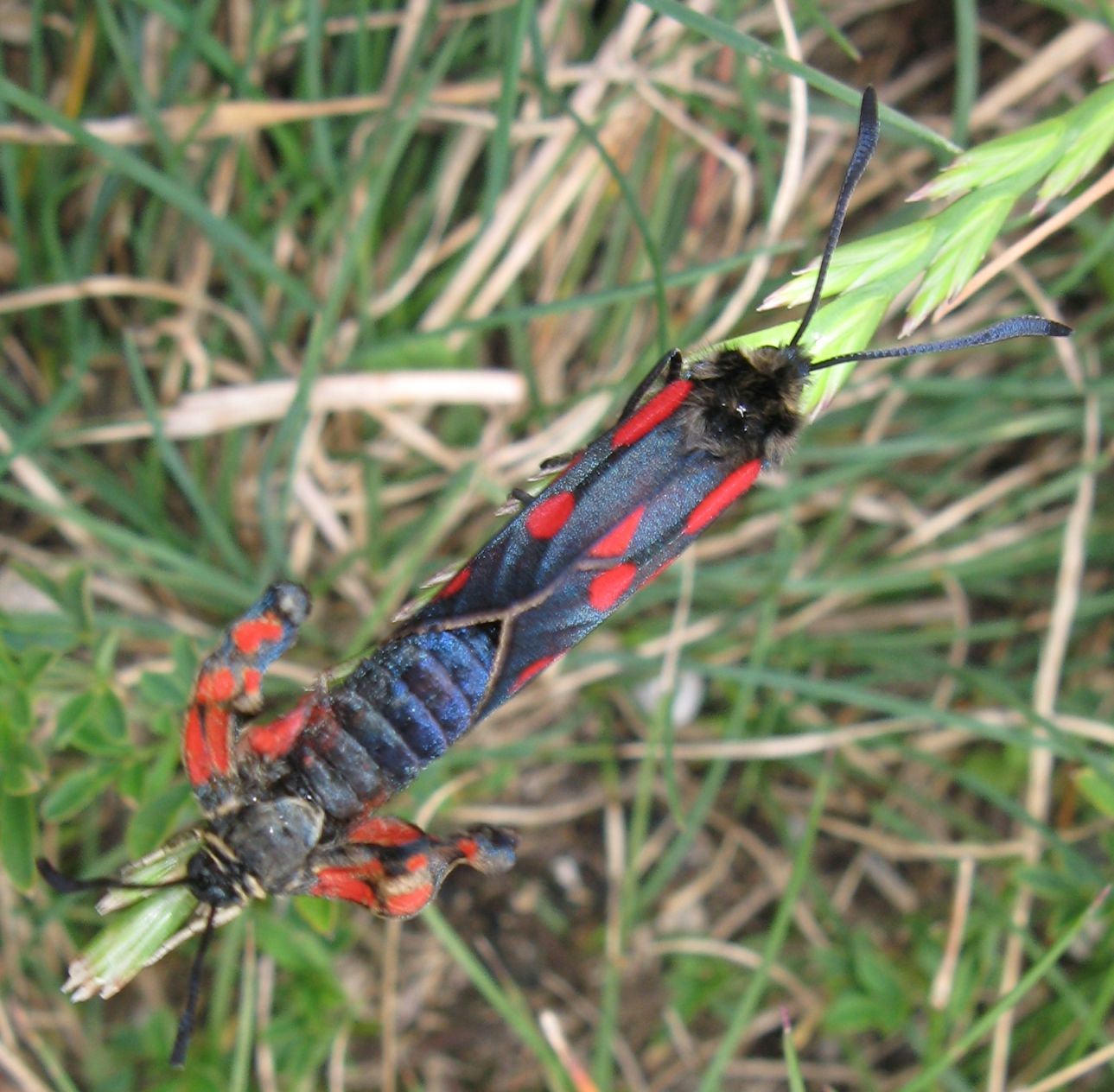 Zygaena transalpina?