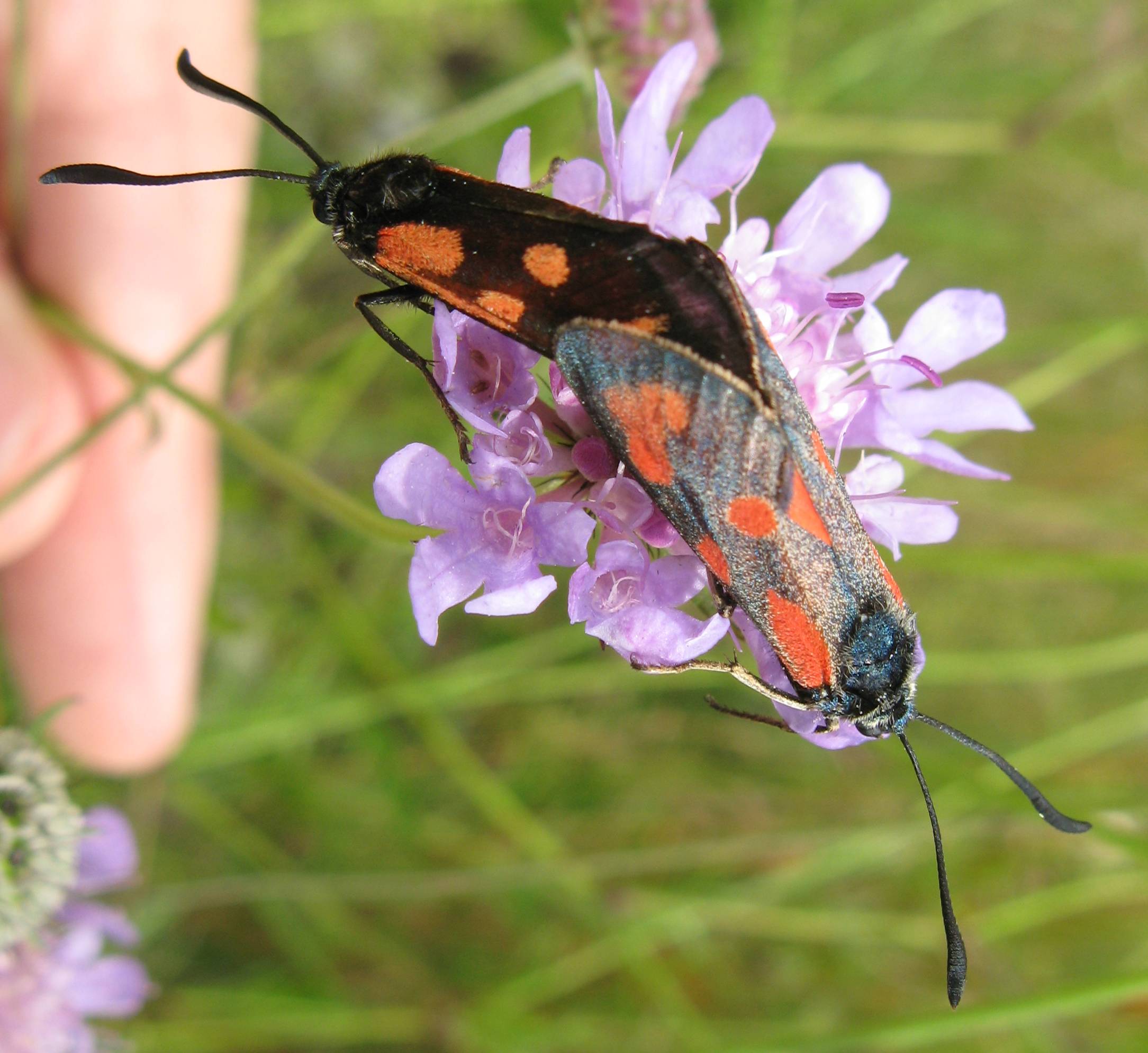 Zygaena transalpina?