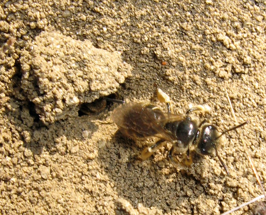 Chi sta uscendo dalla tana??? (probabile Andrena sp.)