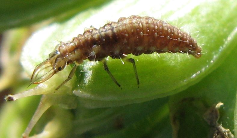 larva di Chrysoperla