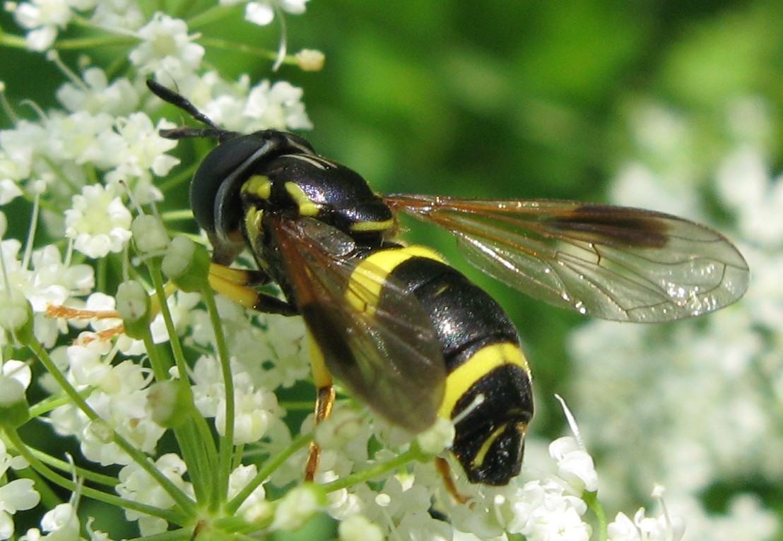 Chrysotoxum bicinctum ?
