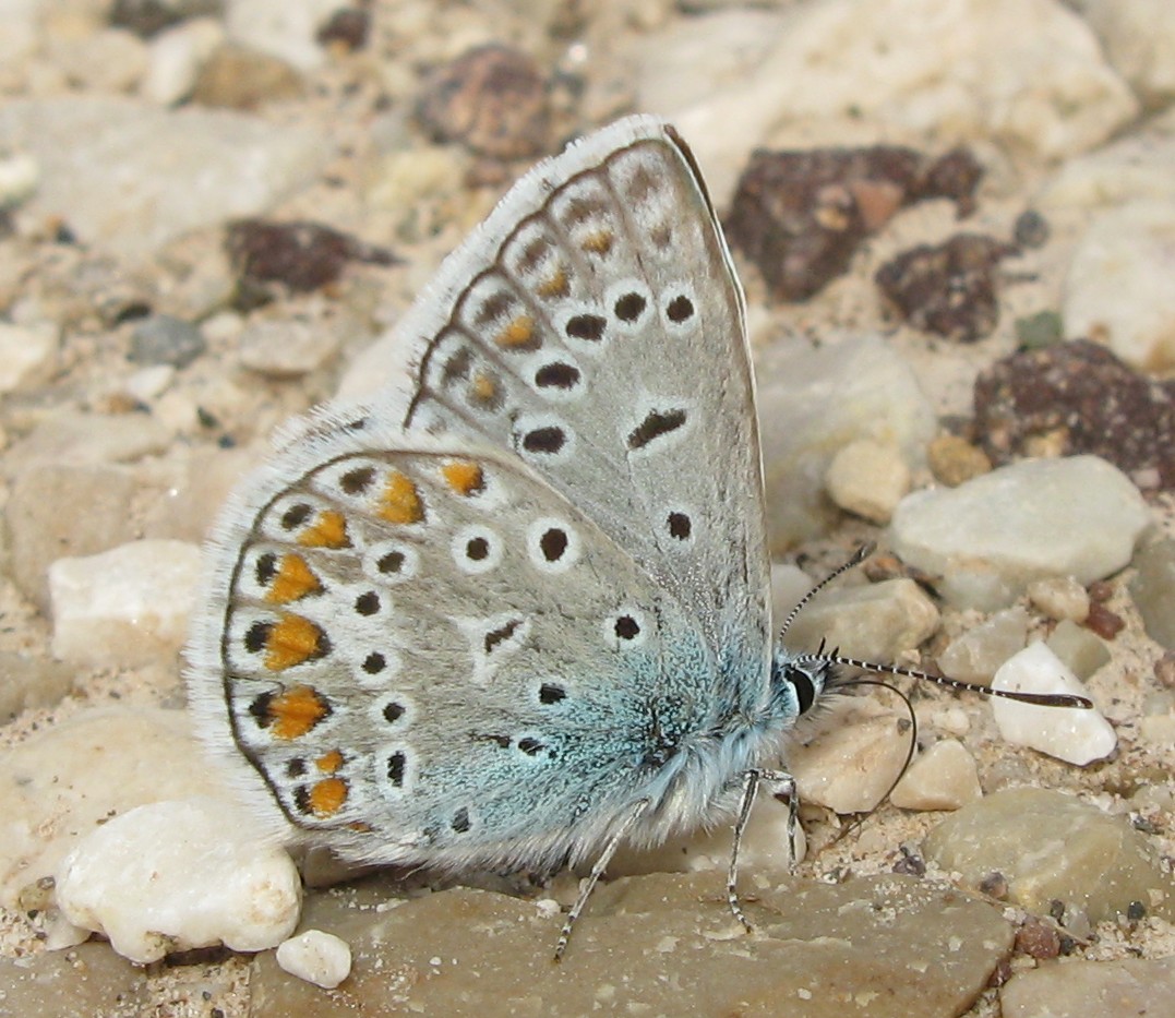 Polyommatus icarus dal Trentino