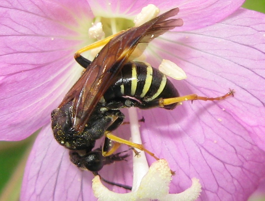 Tenthredinidae? Quale?
