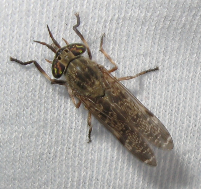 Haematopota pluvialis ?