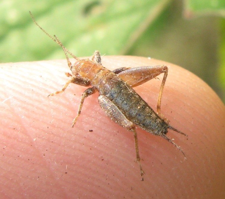 Mogoplistidae: Aracnocephalus vestitus?